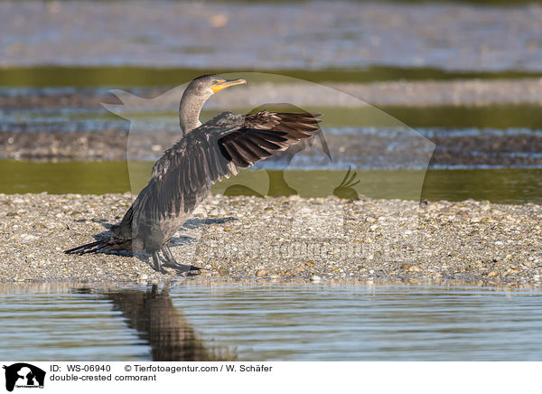 Ohrenscharbe / double-crested cormorant / WS-06940