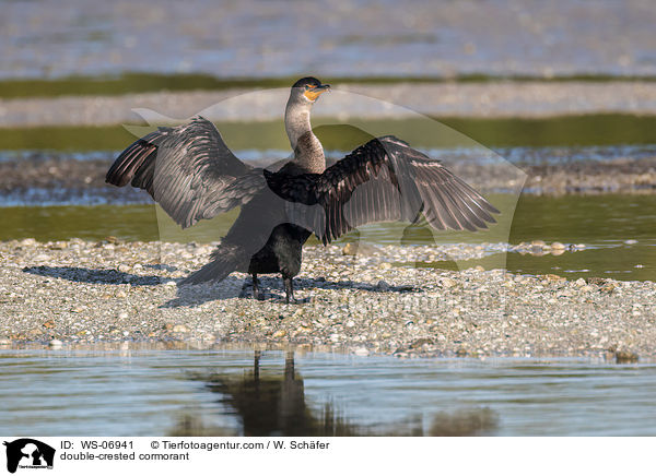Ohrenscharbe / double-crested cormorant / WS-06941