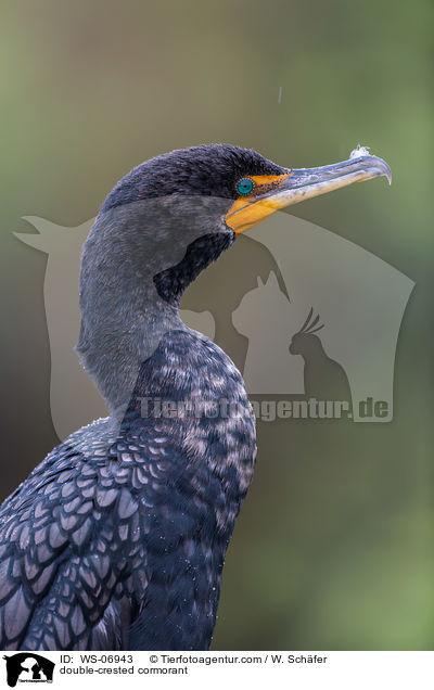 Ohrenscharbe / double-crested cormorant / WS-06943