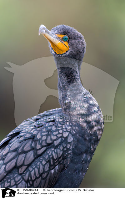 Ohrenscharbe / double-crested cormorant / WS-06944