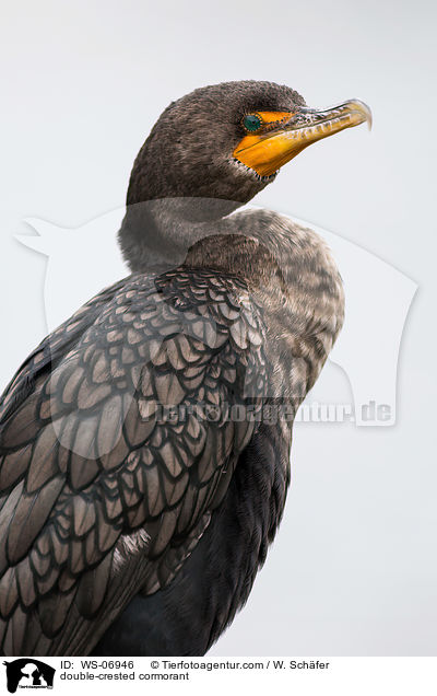 Ohrenscharbe / double-crested cormorant / WS-06946
