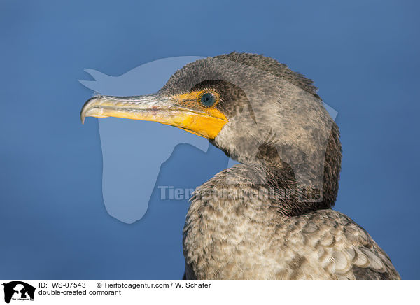 Ohrenscharbe / double-crested cormorant / WS-07543