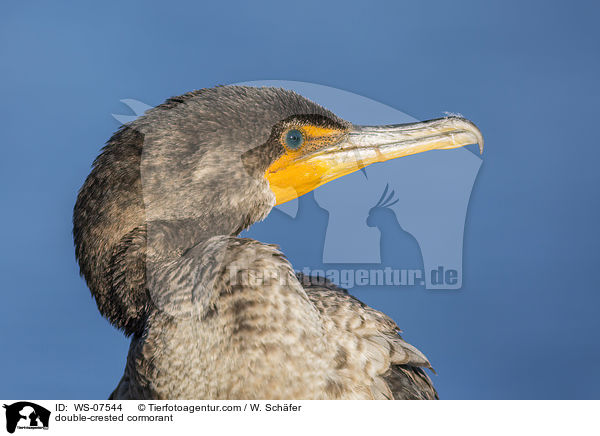 Ohrenscharbe / double-crested cormorant / WS-07544