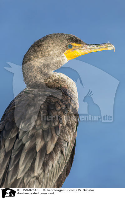 Ohrenscharbe / double-crested cormorant / WS-07545
