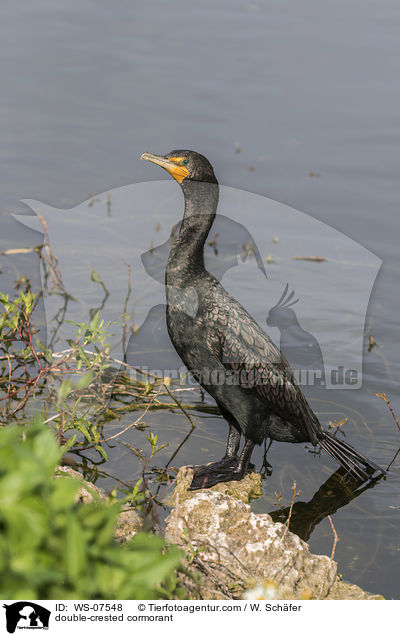 Ohrenscharbe / double-crested cormorant / WS-07548