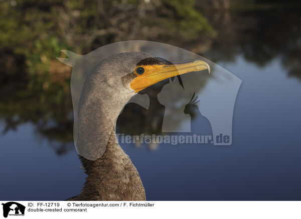 Ohrenscharbe / double-crested cormorant / FF-12719