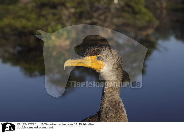 Ohrenscharbe / double-crested cormorant / FF-12720