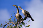 Double-crested Cormorant