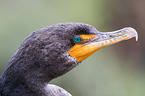 double-crested cormorant