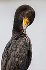 double-crested cormorant