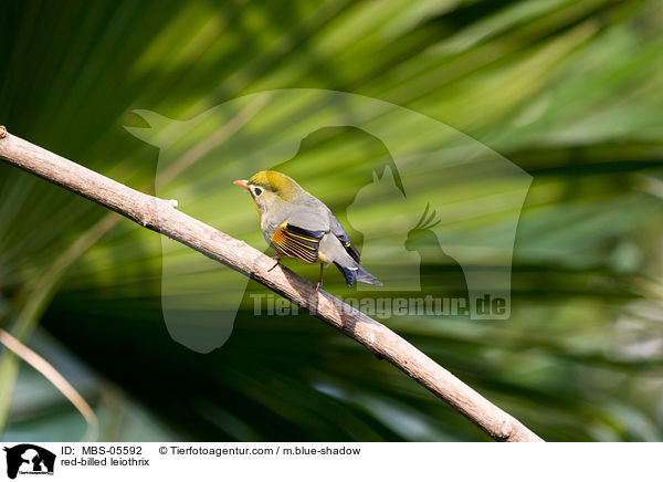 red-billed leiothrix / MBS-05592