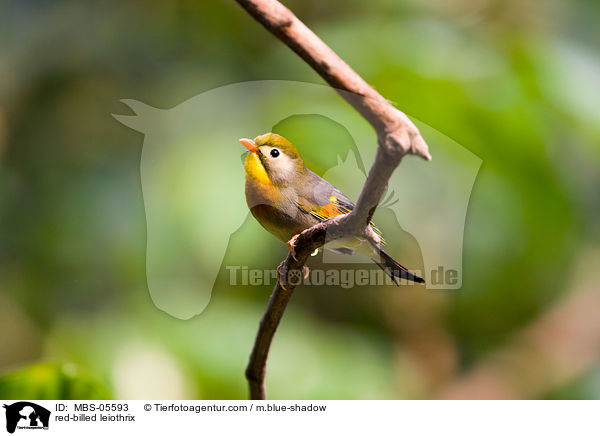 red-billed leiothrix / MBS-05593