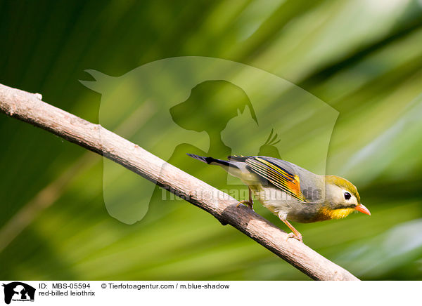 red-billed leiothrix / MBS-05594