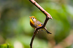 red-billed leiothrix