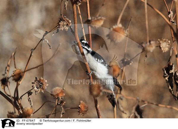 downy woodpecker / FF-07647