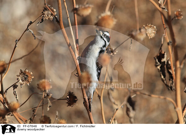 downy woodpecker / FF-07648