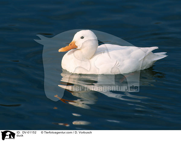 Ente / duck / DV-01152