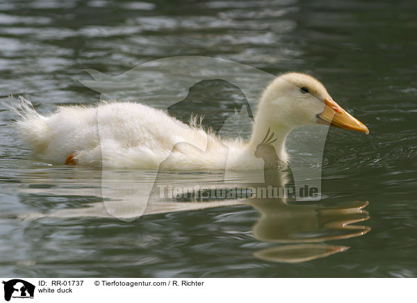 weie Ente / white duck / RR-01737