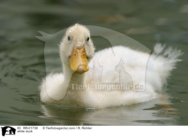 weie Ente / white duck / RR-01738