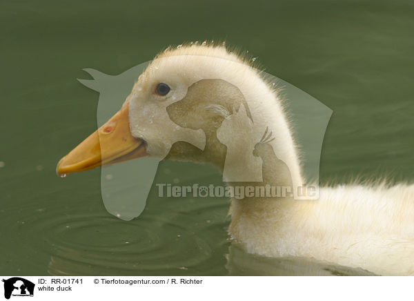 weie Ente / white duck / RR-01741