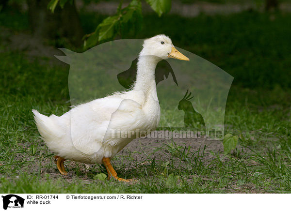 weie Ente / white duck / RR-01744