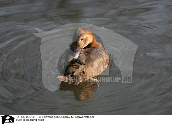 Ente putzt sich / duck is cleaning itself / SS-03010