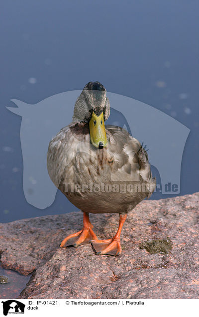 Ente / duck / IP-01421