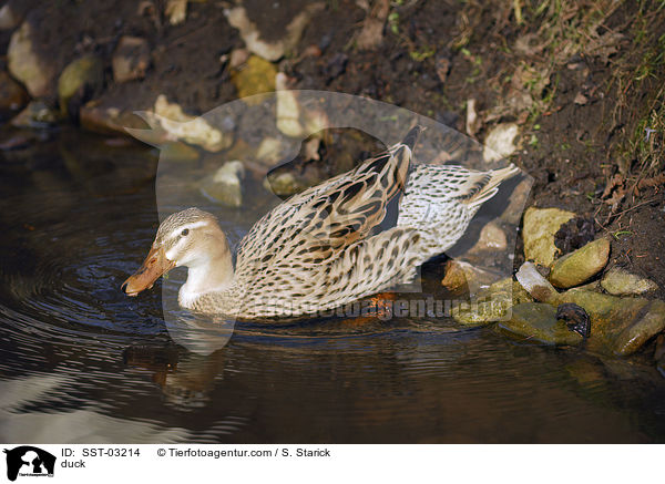 Ente / duck / SST-03214