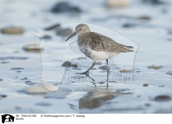 dunlin / THA-03106