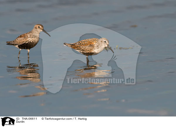 Alpenstrandlufer / Dunlin / THA-06611