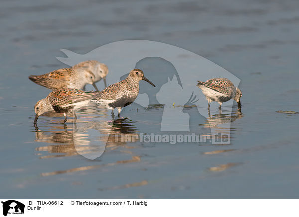 Alpenstrandlufer / Dunlin / THA-06612