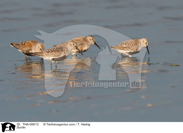 Alpenstrandlufer / Dunlin / THA-06613