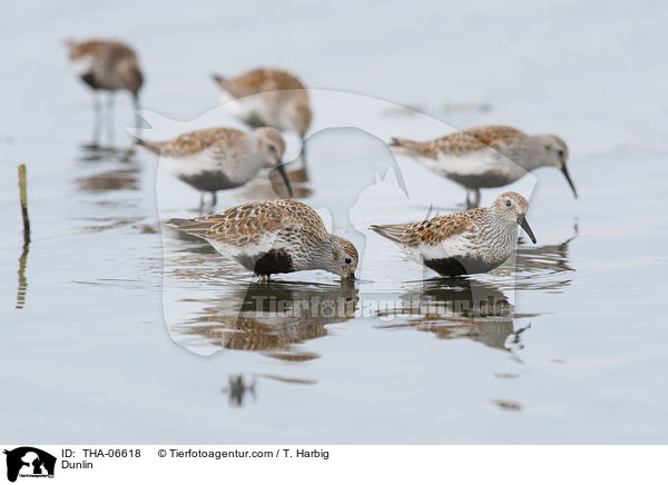 Dunlin / THA-06618