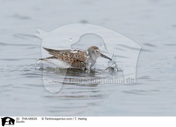 Alpenstrandlufer / Dunlin / THA-06620