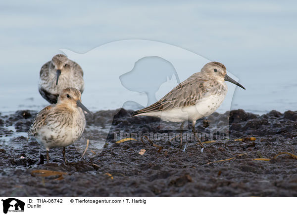 Alpenstrandlufer / Dunlin / THA-06742