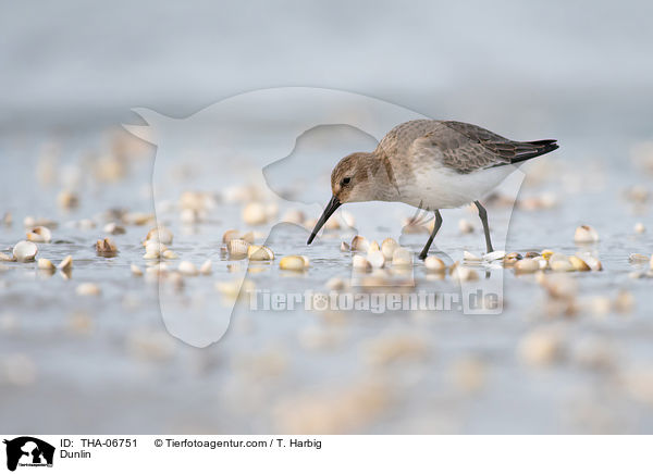 Alpenstrandlufer / Dunlin / THA-06751