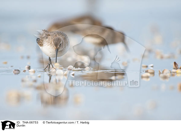 Alpenstrandlufer / Dunlin / THA-06753