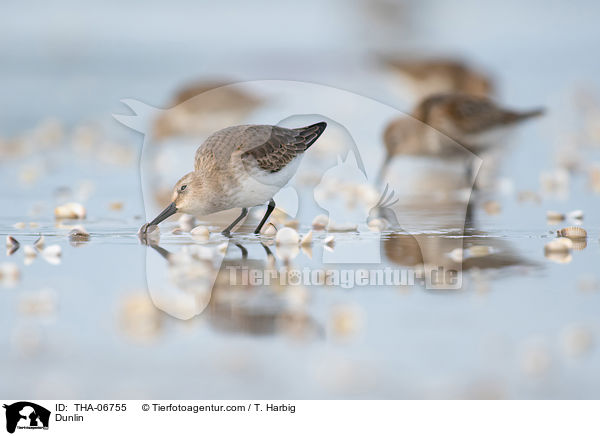 Alpenstrandlufer / Dunlin / THA-06755