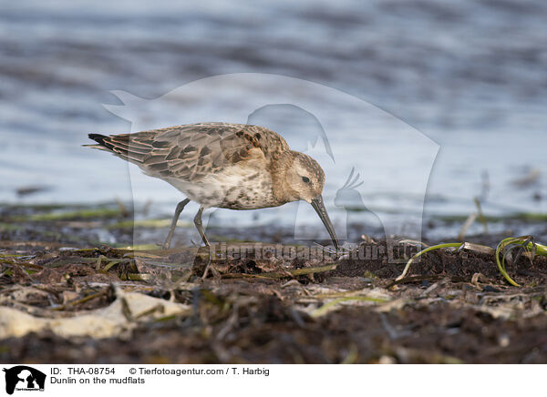 Alpenstrandlufer im Watt / Dunlin on the mudflats / THA-08754