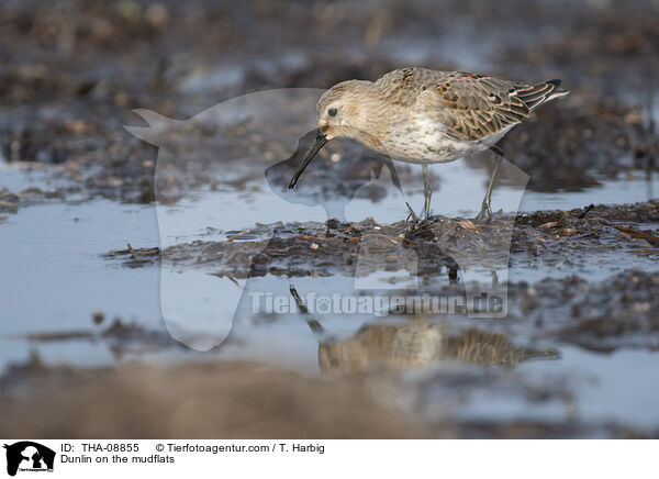 Alpenstrandlufer im Watt / Dunlin on the mudflats / THA-08855