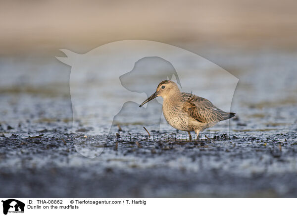 Dunlin on the mudflats / THA-08862