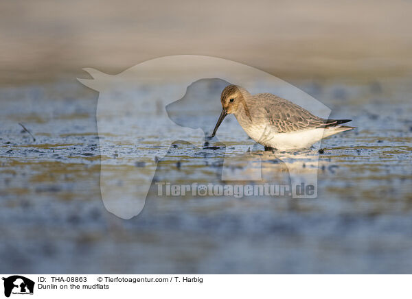 Alpenstrandlufer im Watt / Dunlin on the mudflats / THA-08863