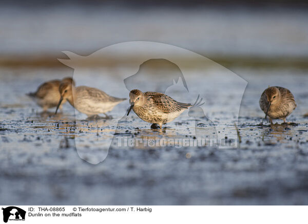 Alpenstrandlufer im Watt / Dunlin on the mudflats / THA-08865