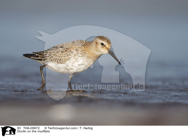 Alpenstrandlufer im Watt / Dunlin on the mudflats / THA-08872