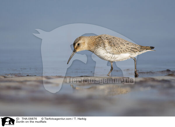 Alpenstrandlufer im Watt / Dunlin on the mudflats / THA-08876