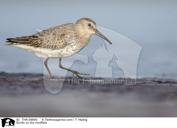 Dunlin on the mudflats / THA-08880