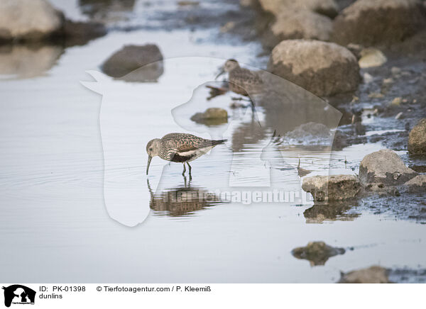 dunlins / PK-01398