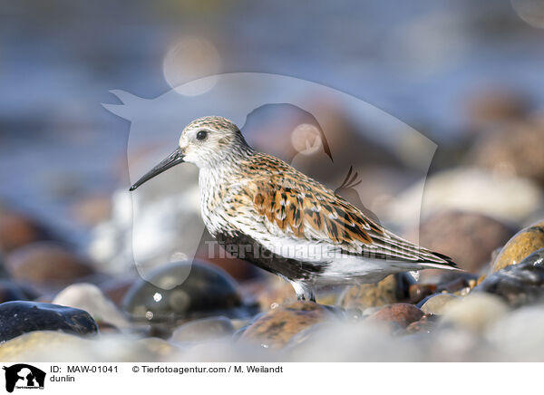 dunlin / MAW-01041
