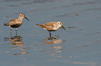 Dunlin