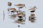 Dunlin